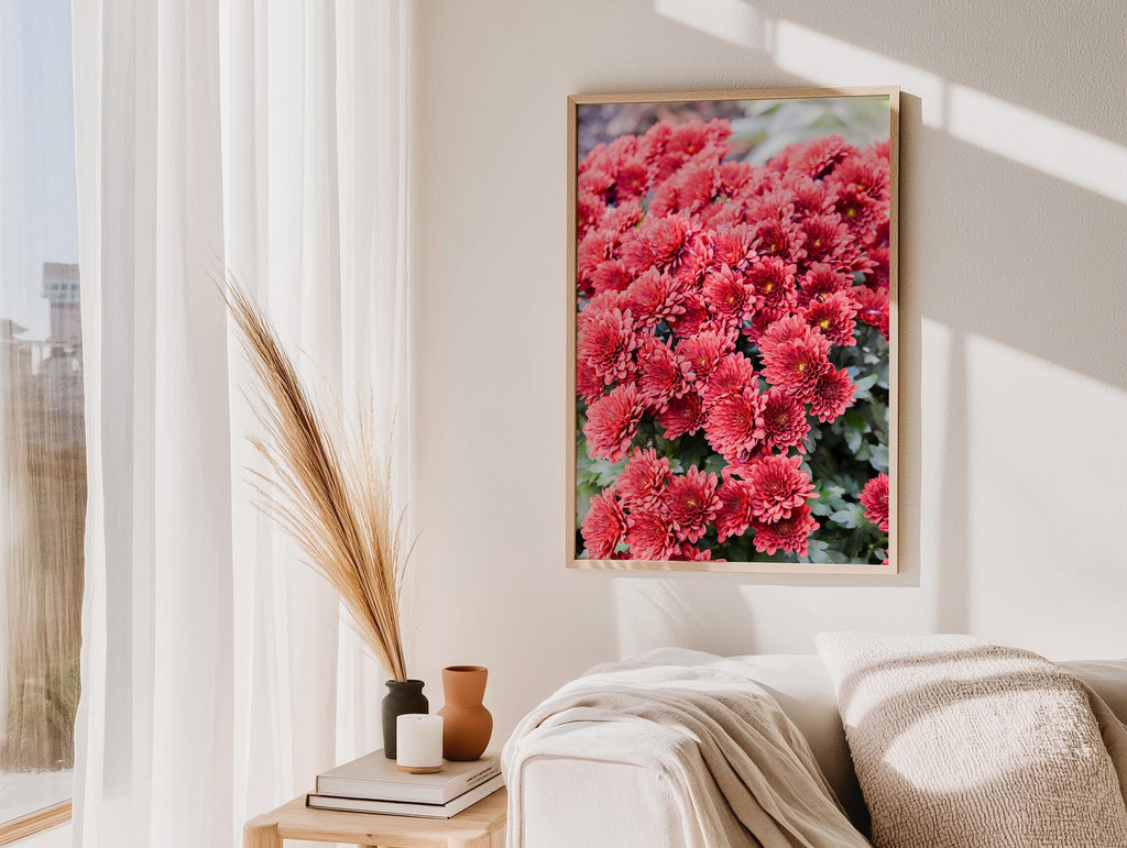 Red Chrysanthemum in NYC