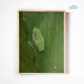 Sleeping Red-Eyed Tree Frog, Digital Download
