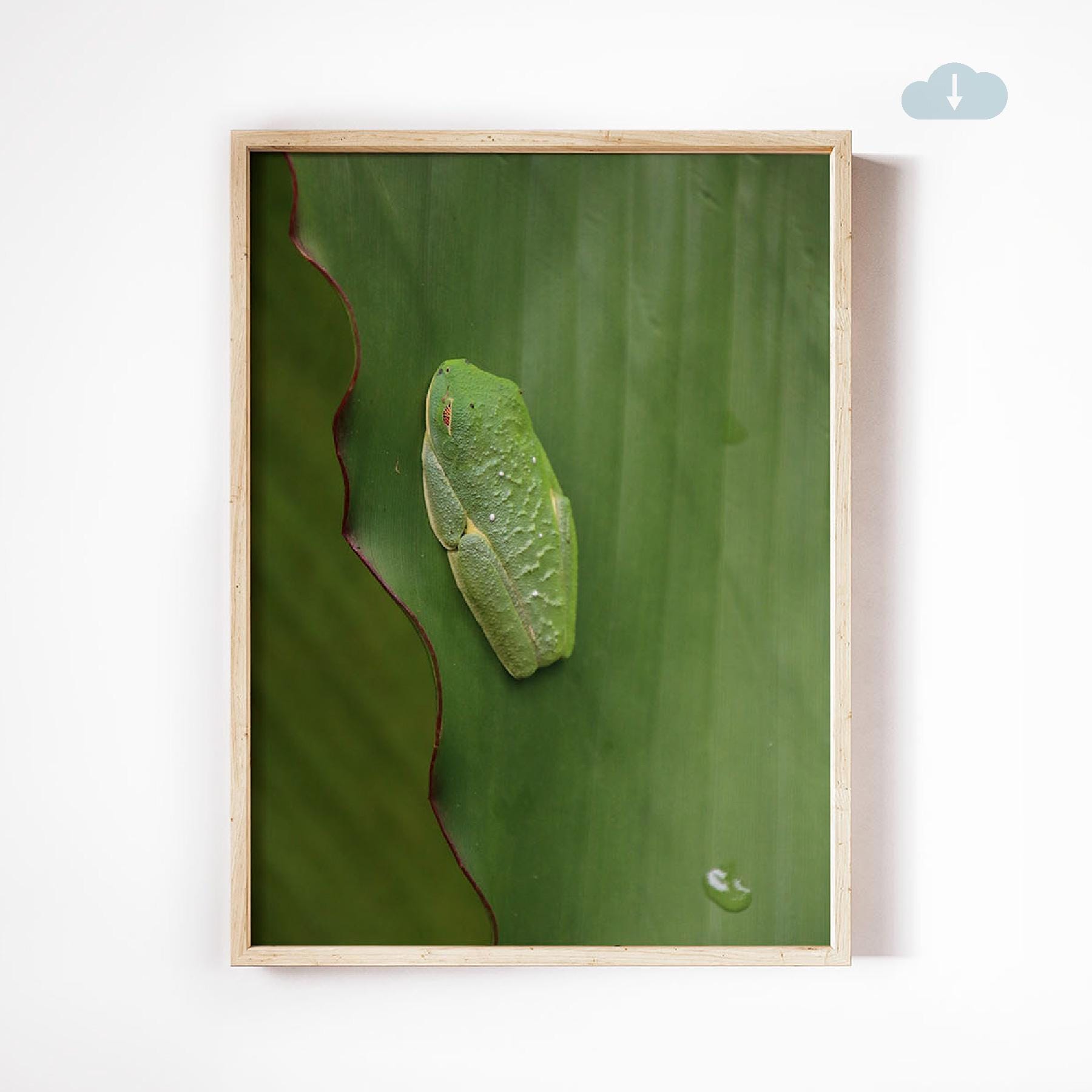Sleeping Red-Eyed Tree Frog, Digital Download