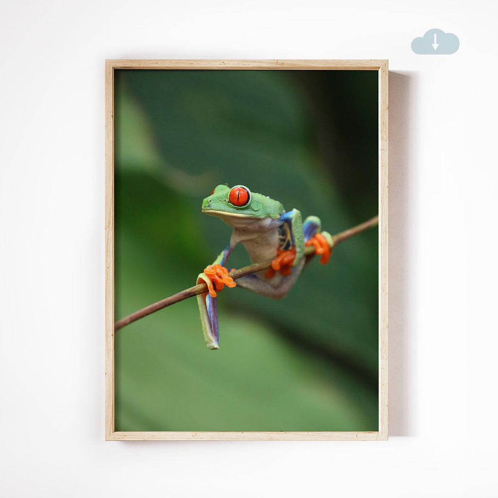 Red-Eyed Tree Frog, Digital Download