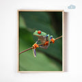 Red-Eyed Tree Frog, Digital Download