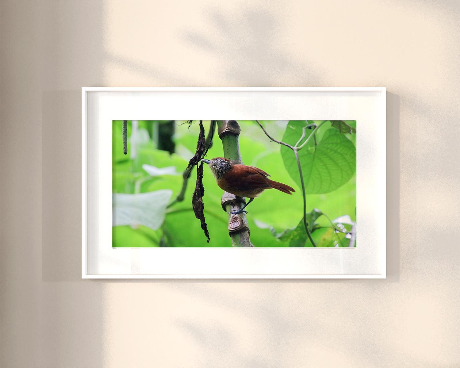 Barred Antshrike in Costa Rica, Digital Download