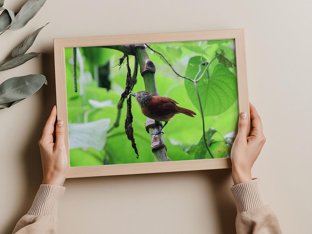 Barred Antshrike in Costa Rica, Digital Download