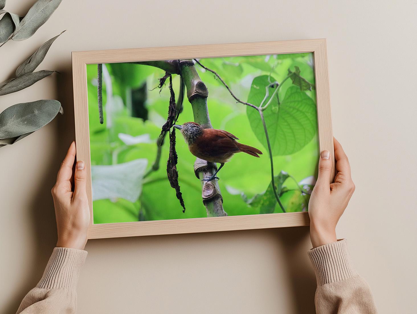 Barred Antshrike in Costa Rica, Digital Download