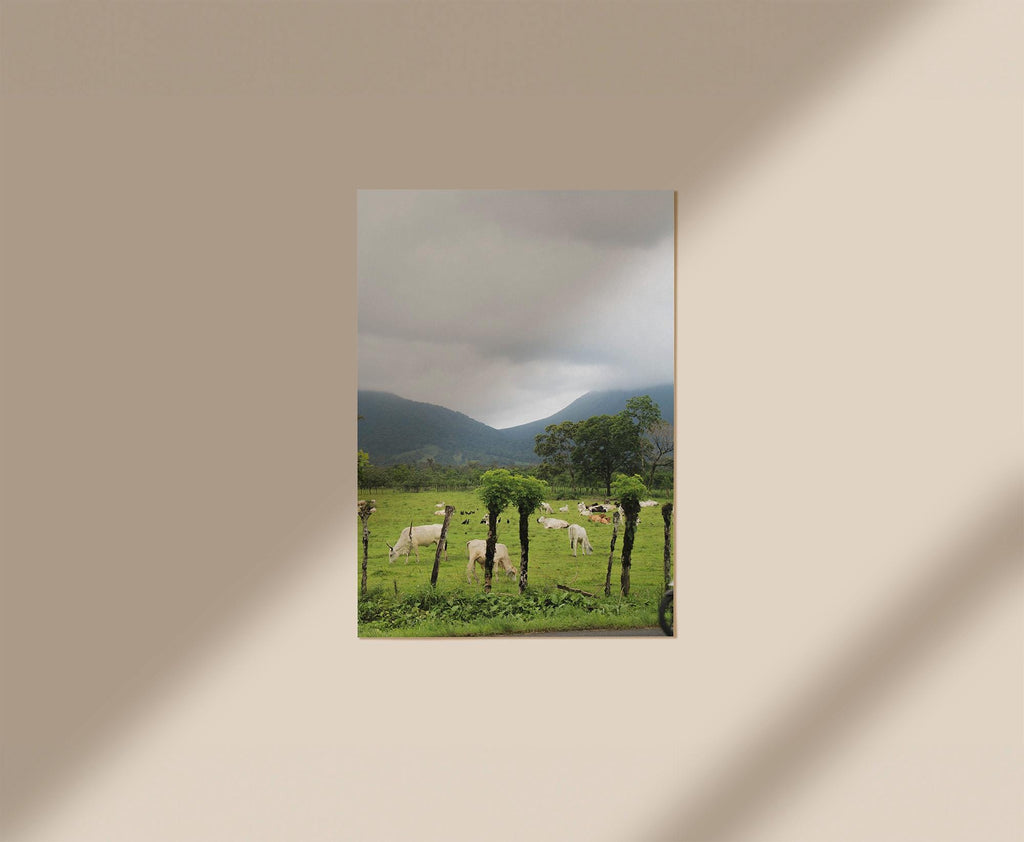 Cows in La Fortuna, Digital Download