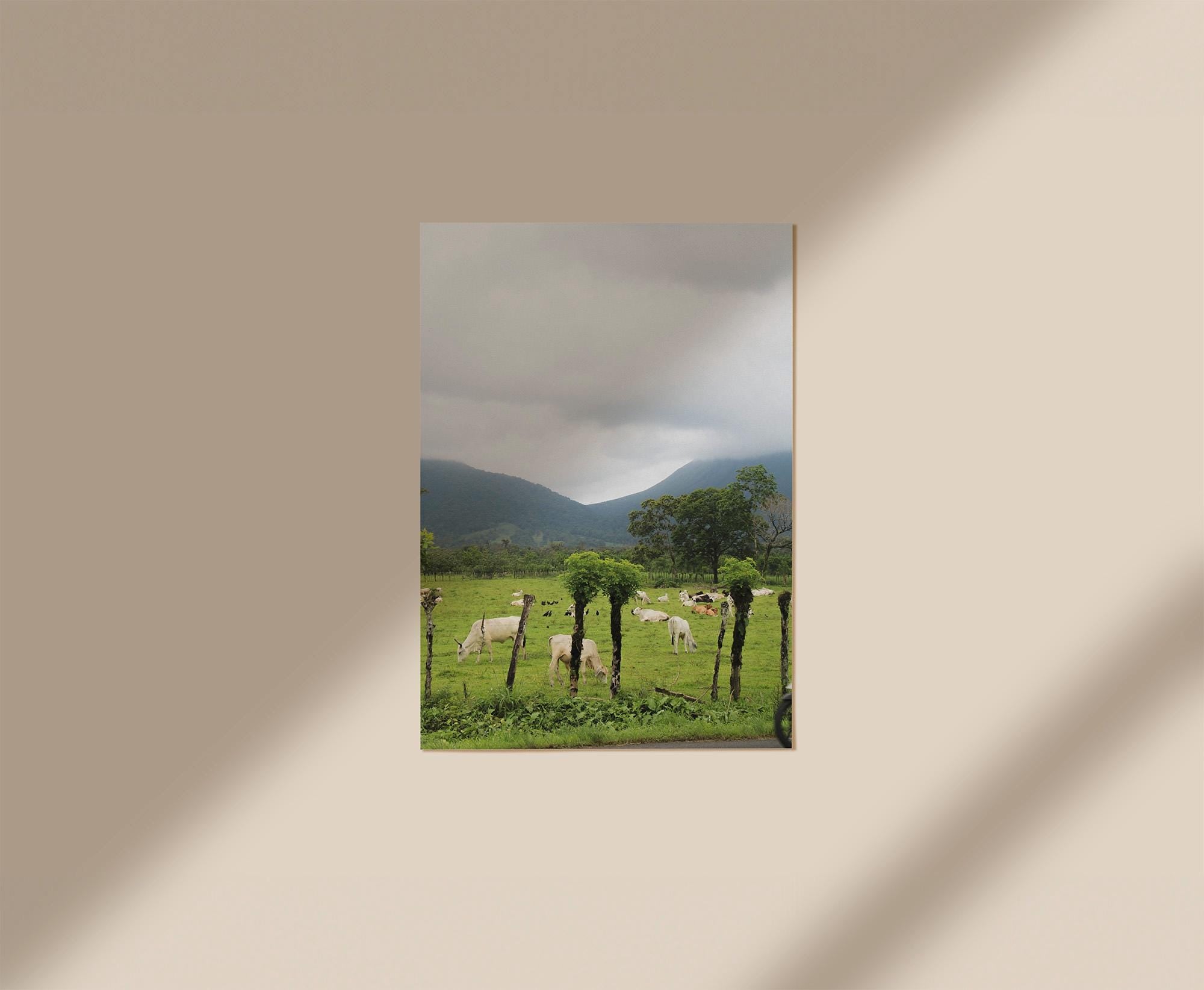 Cows in La Fortuna, Digital Download
