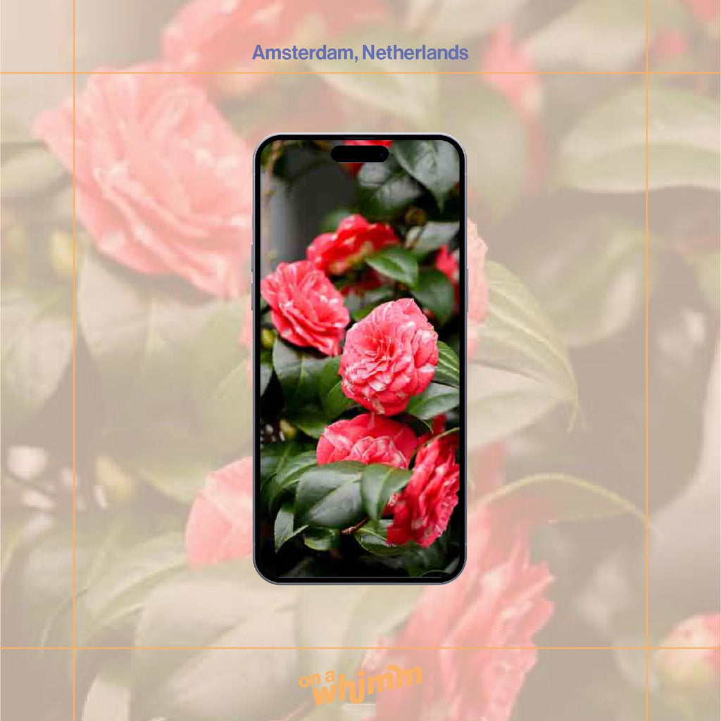 Phone Screensavers - Netherlands Bundle Pack - Digital Download