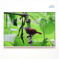 Barred Antshrike in Costa Rica, Digital Download