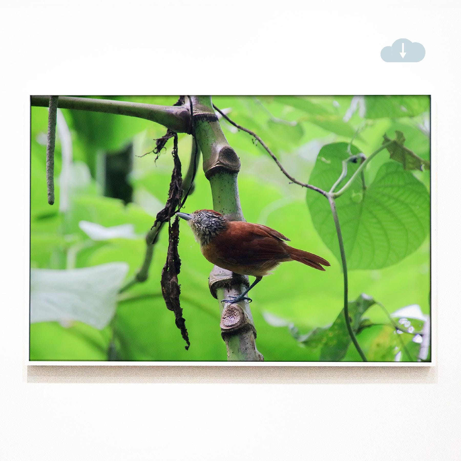 Barred Antshrike in Costa Rica, Digital Download