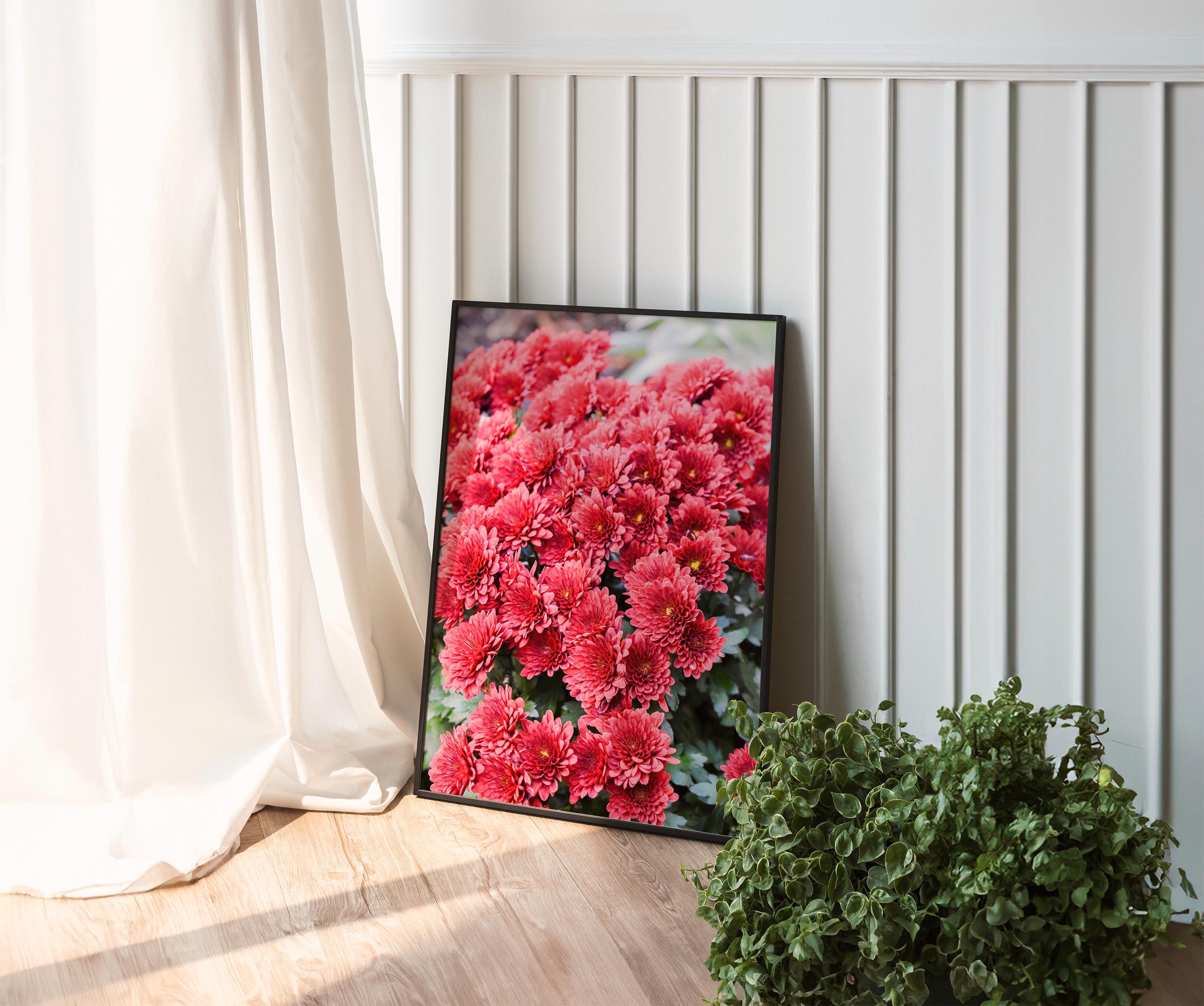 Red Chrysanthemum in NYC, Digital Download