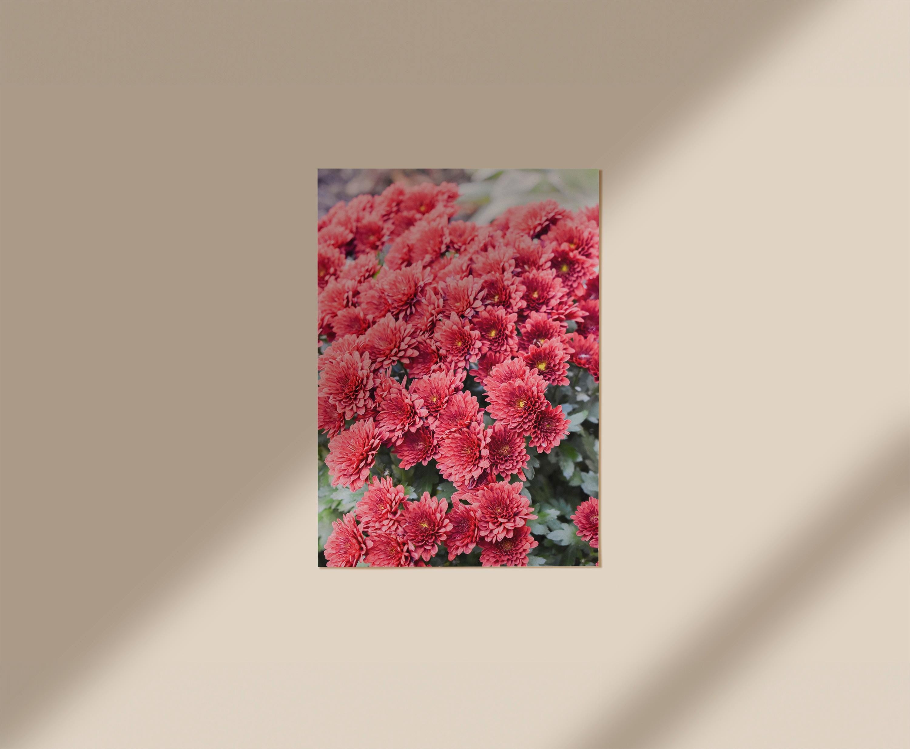 Red Chrysanthemum in NYC, Digital Download