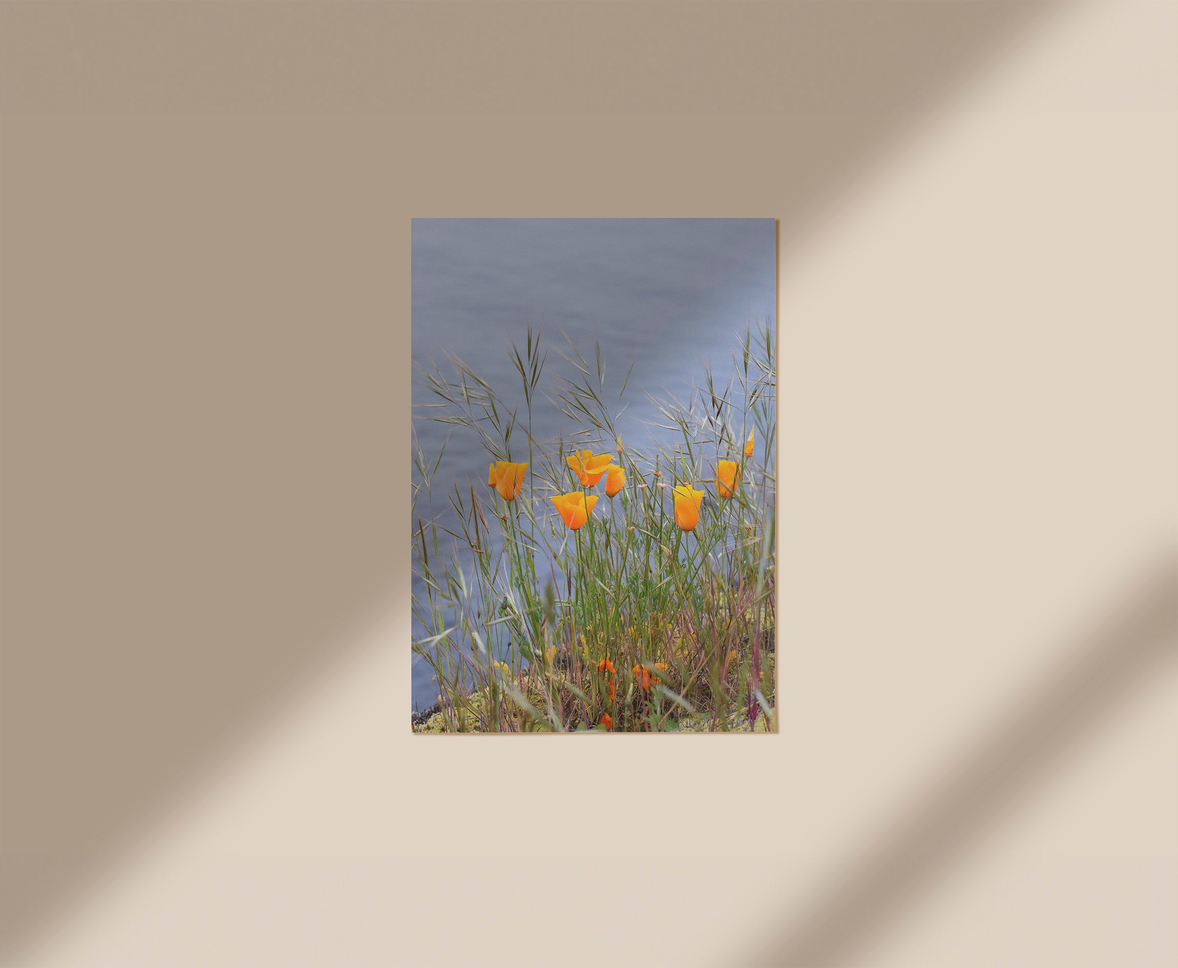 Golden Poppies in Bloom Print