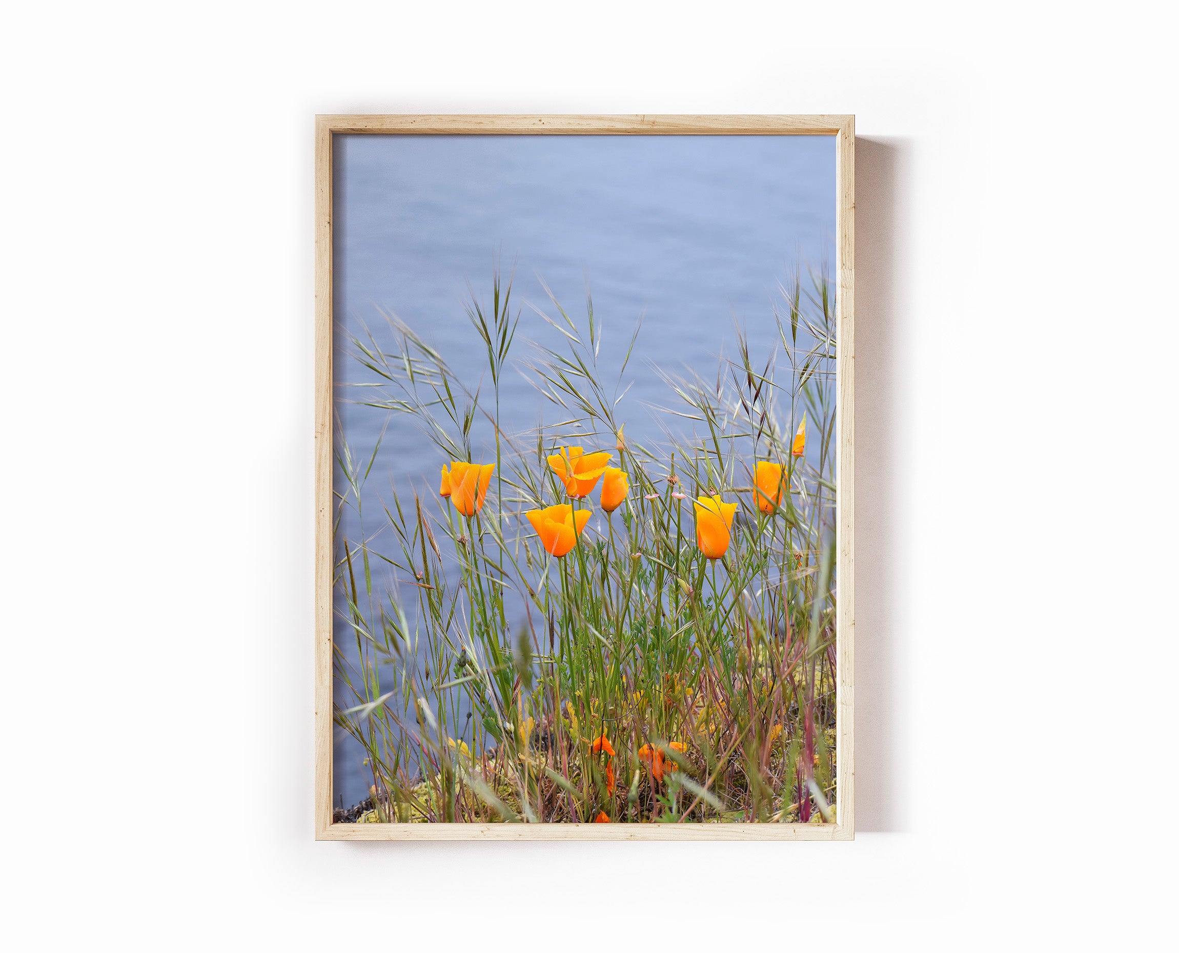 Golden Poppies in Bloom Print