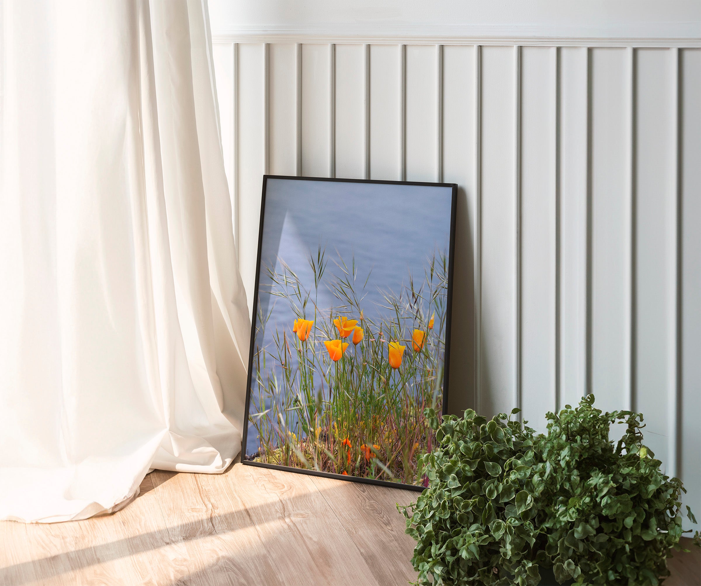 Golden Poppies in Bloom Print