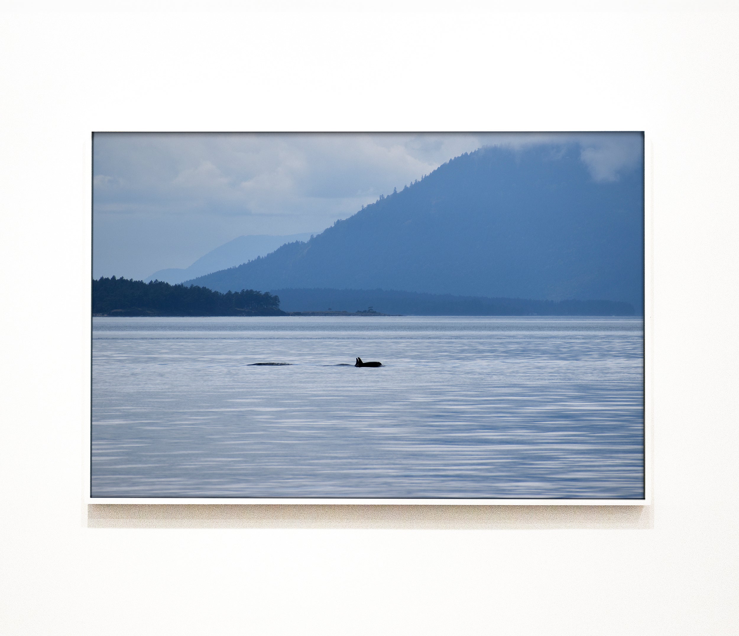Killer Whale on the Sea Print