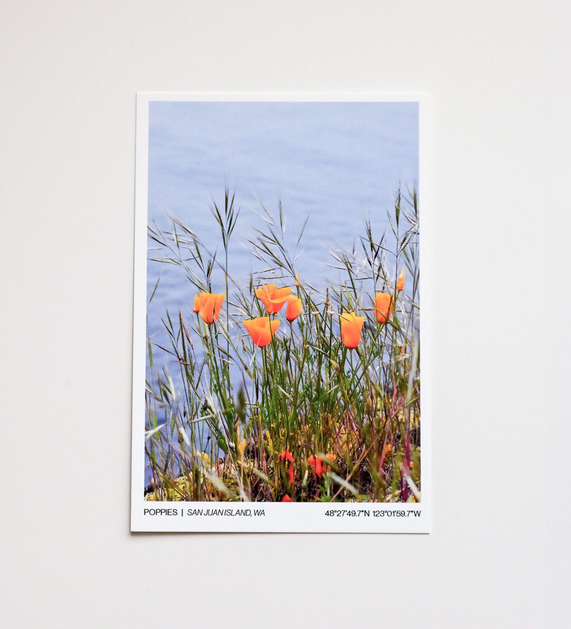 Poppies | San Juan Island, WA - Post Card