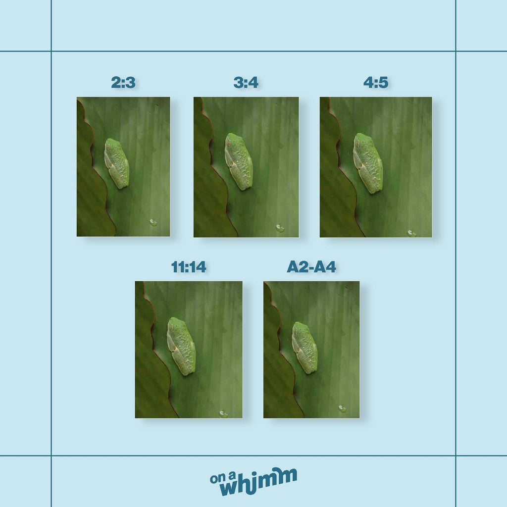 Sleeping Red-Eyed Tree Frog, Digital Download