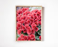 Red Chrysanthemum in NYC