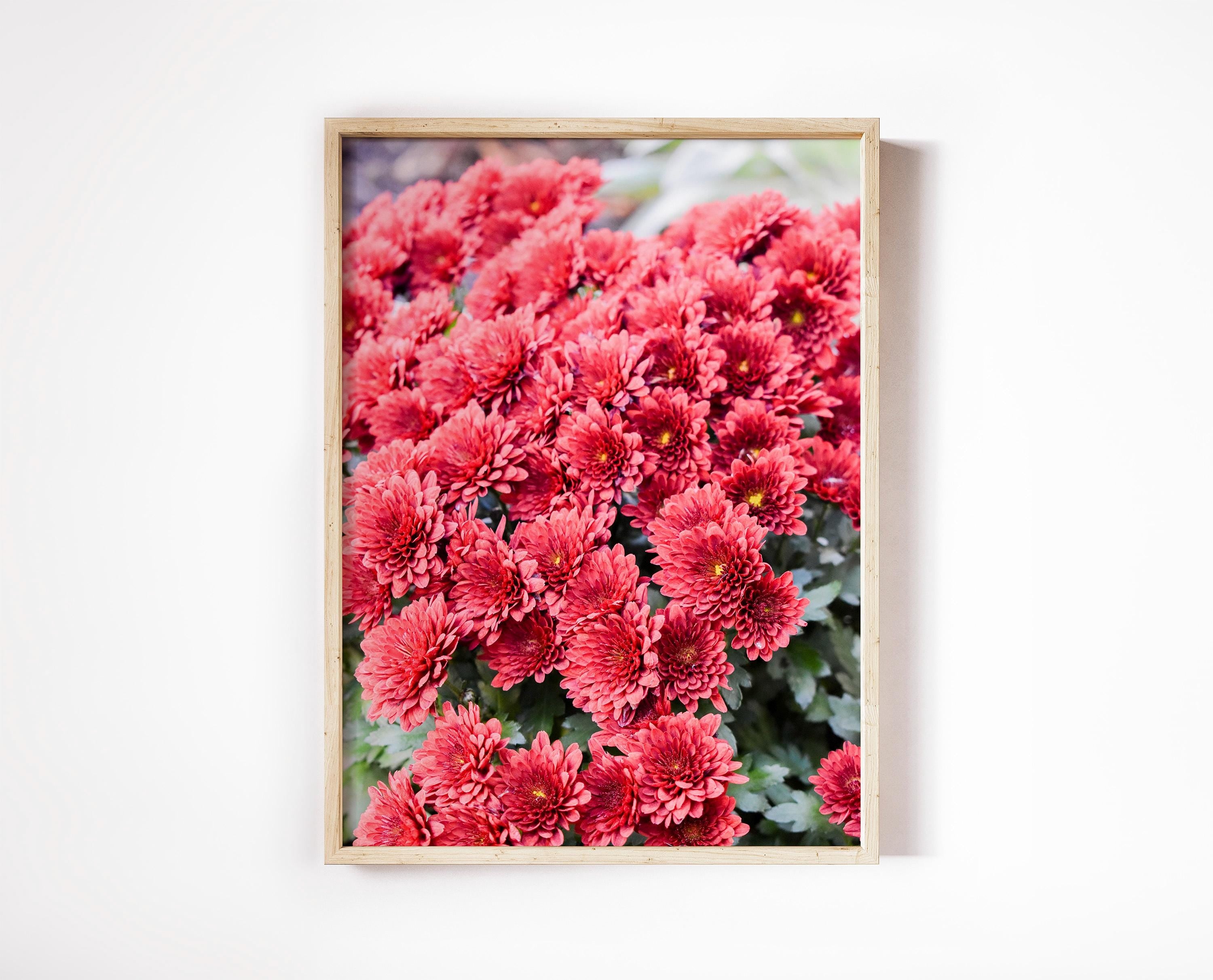 Red Chrysanthemum in NYC