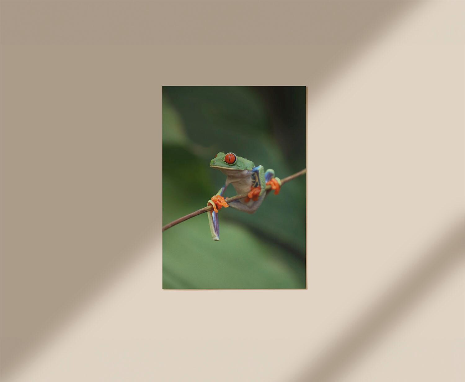 Red-Eyed Tree Frog, Digital Download
