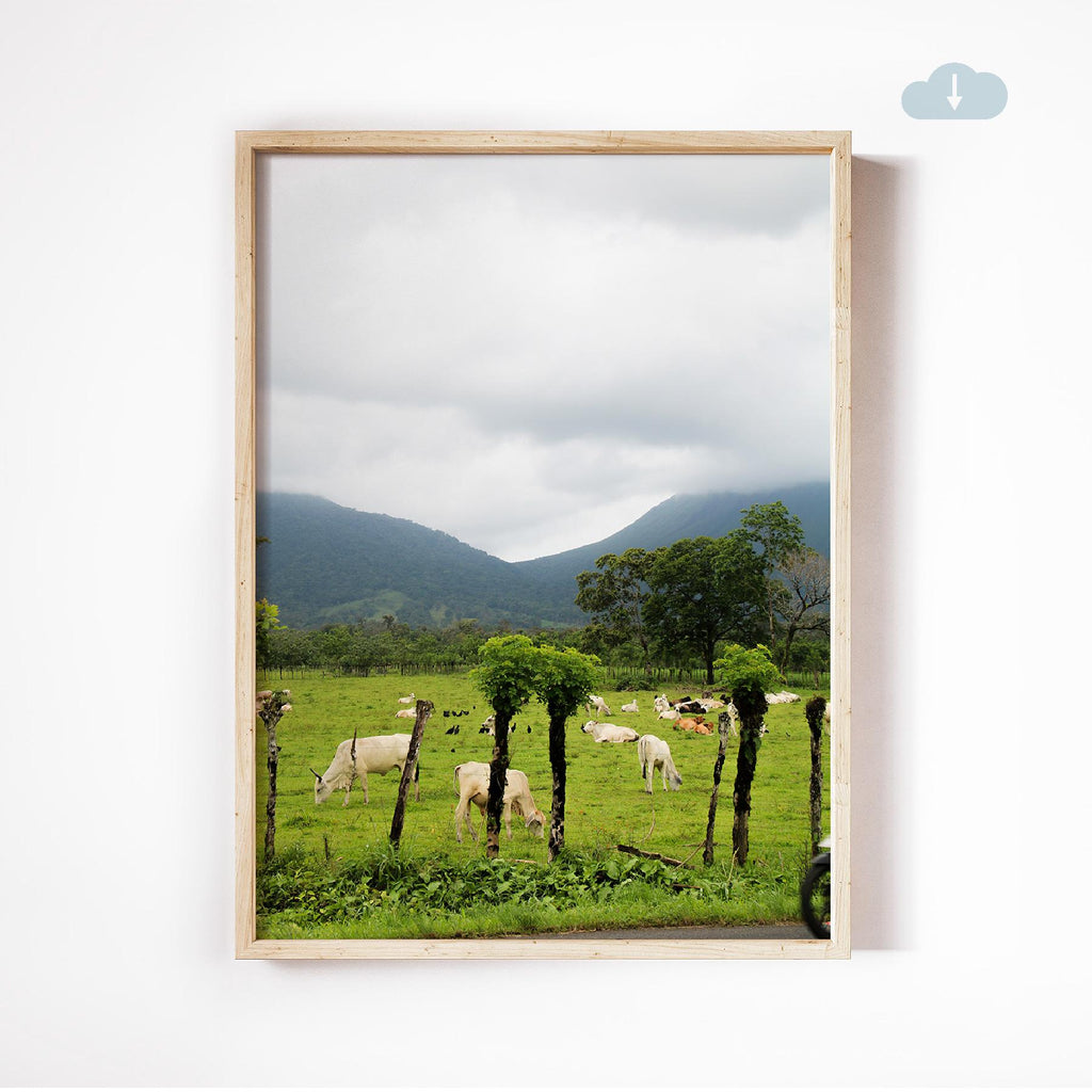 Cows in La Fortuna, Digital Download