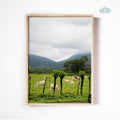 Cows in La Fortuna, Digital Download