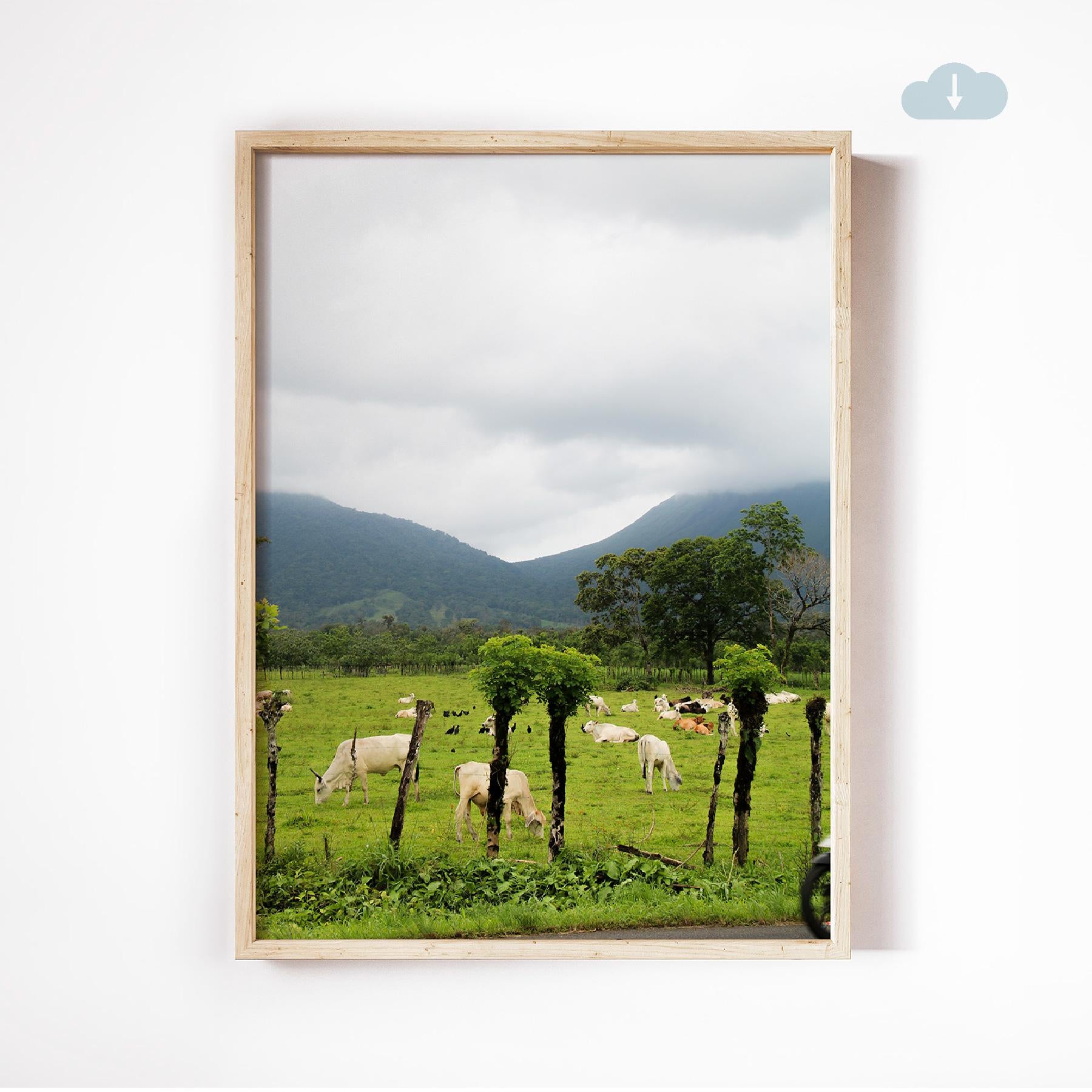 Cows in La Fortuna, Digital Download