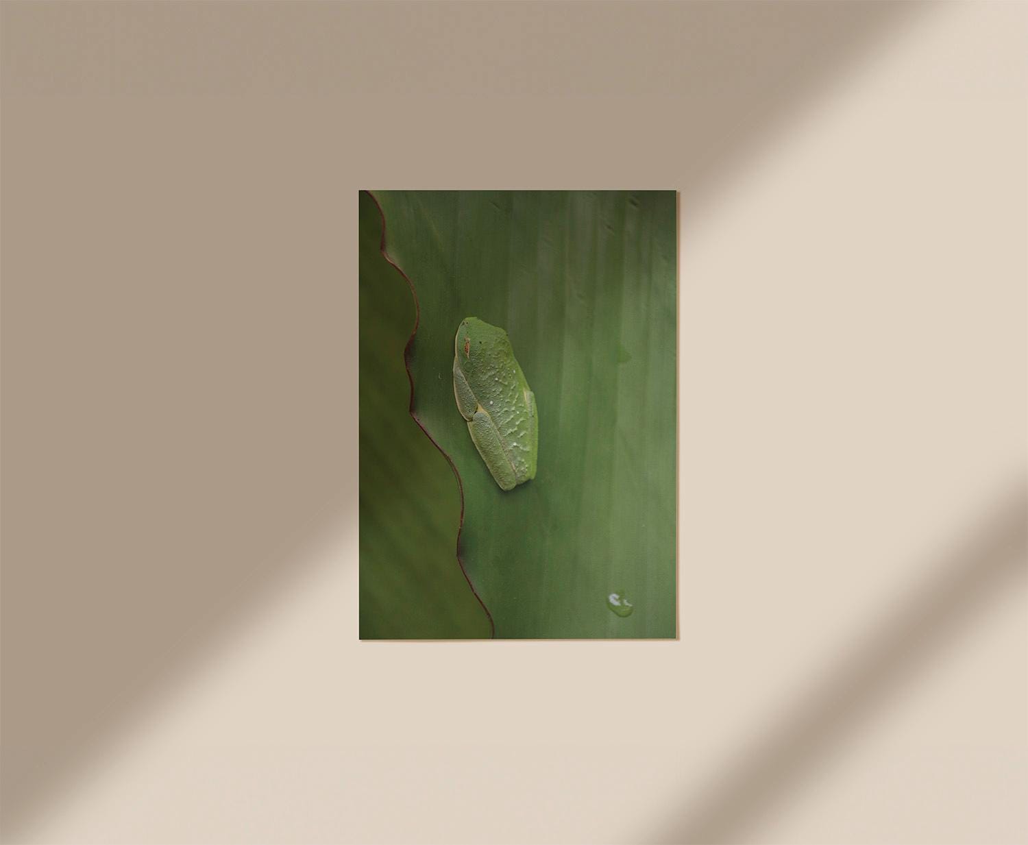 Sleeping Red-Eyed Tree Frog, Digital Download