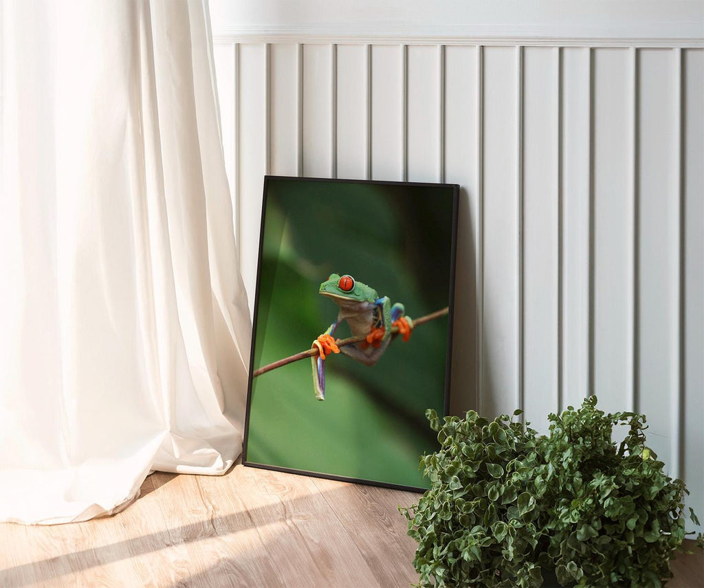 Red-Eyed Tree Frog, Digital Download