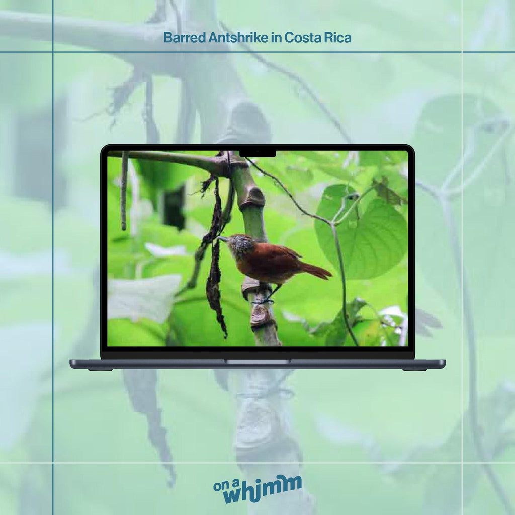 Desktop Screensavers - Costa Rica Computer Pack - Digital Download