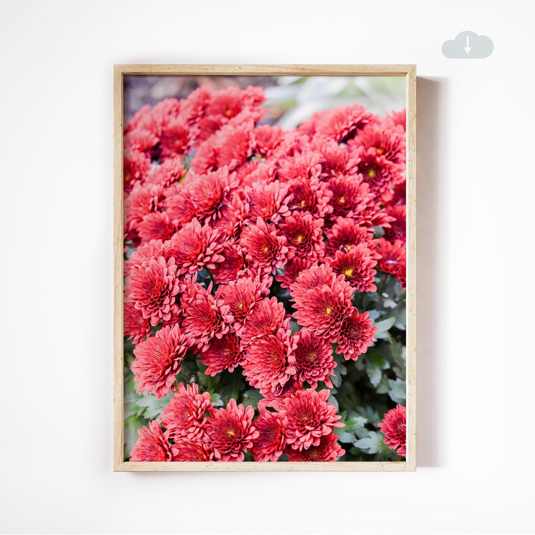 Red Chrysanthemum in NYC, Digital Download