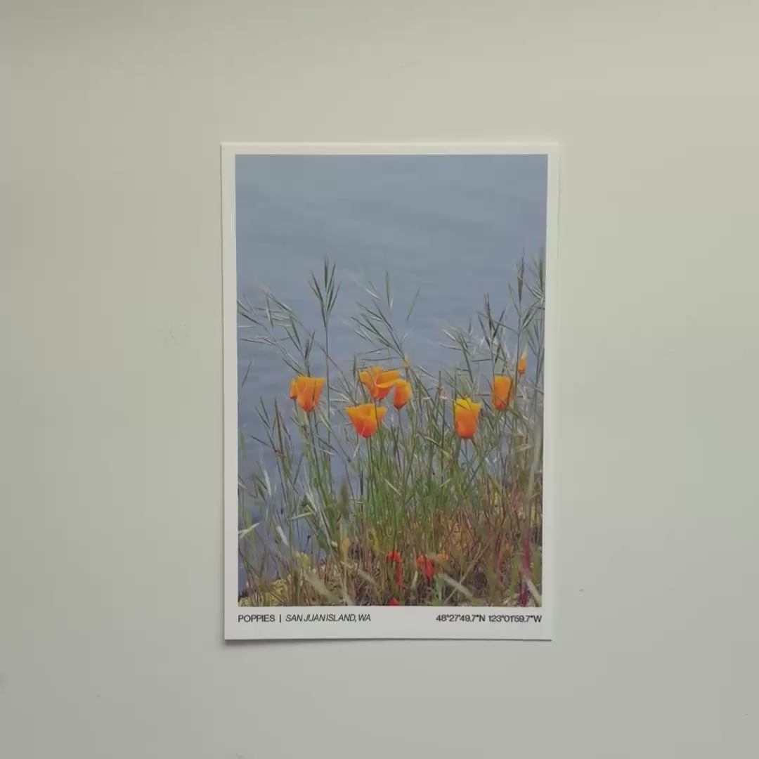 Poppies | San Juan Island, WA - Post Card